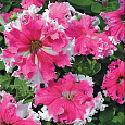 Петуния грандифлора фимбриата Каркулка Петуния грандифлора фимбриата Каркулка