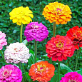 Цинния лиллипут Смесь окрасок Цинния лиллипут Смесь окрасок