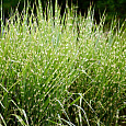 Мискантус китайский Zebrinus