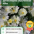 Делосперма скрученная Alba