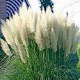 Кортадерия Селло White Plume