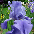 Ирис германский Empress Of India
