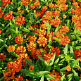 Цинния Циннита Оранж Цинния Циннита Оранж