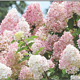 Гортензия метельчатая Диамантино Гортензия метельчатая Диамантино