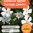 Барвинок малый Гертруда Джекил