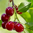 Черешня Велка Черешня Велка
