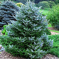 Пихта корейская Сильберлок Пихта корейская Сильберлок
