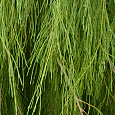 Кипарисовик лавсона Imbricata Pendula