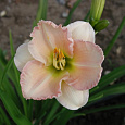Лилейник гибридный Longfields Beauty