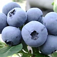 Голубика высокорослая Легаси