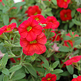 Калибрахоа Calita Eompact Scarlet Red Eye