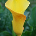 Калла гибридная Peach Chiffon Калла гибридная Peach Chiffon