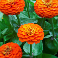Цинния Циннита Оранж Цинния Циннита Оранж