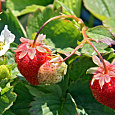 Земляника садовая Снежана