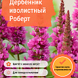 Дербенник иволистный Роберт