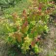 Спирея японская Крупнолистная Macrophylla