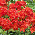 Азалия гибридная Хотспур ред Азалия гибридная Хотспур ред