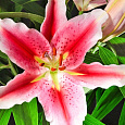 Лилия восточная горшечная Старлайт Экспресс