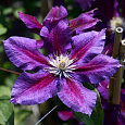 Клематис крупноцветковый Юлька Клематис крупноцветковый Юлька