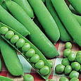 Горох овощной Адагумский Горох овощной Адагумский