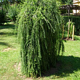 Лиственница японская Пендула