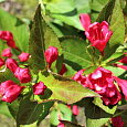 Вейгела гибридная ALL SUMMER RED  Вейгела гибридная ALL SUMMER RED