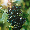 Смородина черная Нара