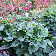 Гейхера Peppermint Spice Гейхера Peppermint Spice