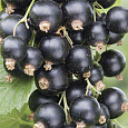 Смородина черная Белорусская сладкая