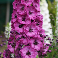Дельфиниум (живокость) высокий Delphi's Pink Power Дельфиниум (живокость) высокий Delphi's Pink Power