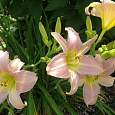 Лилейник гибридный Катерина Вудбери