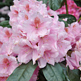 Рододендрон гибридный Синтиллейшн Рододендрон гибридный Синтиллейшн