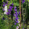 Дельфиниум однолетний Летний танец