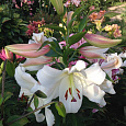 Лилия ОТ-гибрид Вилла Бланка Лилия ОТ-гибрид Вилла Бланка