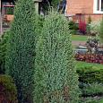 Можжевельник Cracovica Можжевельник Cracovica