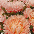 Астра королевский размер Абрикосовая Астра королевский размер Абрикосовая