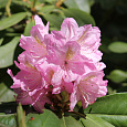 Рододендрон гибридный Синтиллейшн Рододендрон гибридный Синтиллейшн