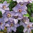 Клематис (Ломонос) гибридный Myosotis