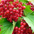 Калина красная Таежные рубины Калина красная Таежные рубины