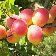 Абрикос обыкновенный Воронежский румяный Абрикос обыкновенный Воронежский румяный