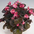 Бегония вечноцветущая бронзоволистная Коктейль Текила Бегония вечноцветущая бронзоволистная Коктейль Текила