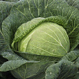 Капуста Белокочанная Мегатон f1 Капуста Белокочанная Мегатон f1