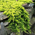 Можжевельник горизонтальный Conglomerata