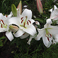 Лилия ОТ-гибрид Замбези Лилия ОТ-гибрид Замбези