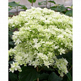 Гортензия древовидная Дабл Анабель (Хайес Старберст) Гортензия древовидная Дабл Анабель (Хайес Старберст)