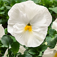 Виола крупноцветковая Колоссус Вайт Виола крупноцветковая Колоссус Вайт