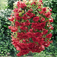 Бегония ампельная Скарлет Бегония ампельная Скарлет