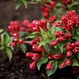 Вейгела гибридная ALL SUMMER RED  Вейгела гибридная ALL SUMMER RED