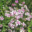 Гвоздика травянка Вайт-Ред Гвоздика травянка Вайт-Ред