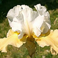 Ирис германский Champagne Eleganans Ирис германский Champagne Eleganans